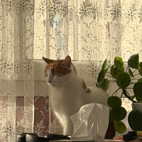 Photo #287578 de boncuk