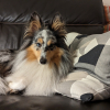 Photo #287587 de Selkie