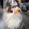Photo #287593 de Selkie