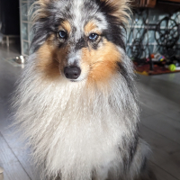 Photo #287593 de Selkie
