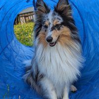 Photo #287596 de Selkie