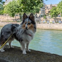 Photo #287599 de Selkie