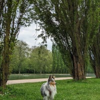 Photo #287605 de Selkie