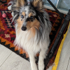 Photo #287608 de Selkie