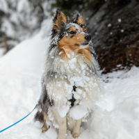 Photo #287611 de Selkie