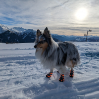 Photo #287614 de Selkie