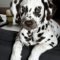 Photo #287623 de Belle