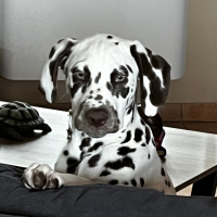 Photo #287629 de Belle