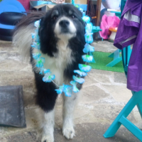 Photo #287635 de Oki