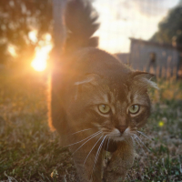 Photo #287650 de Amon