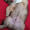 dodo