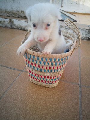 Photo #287689 de Bonita  - Border Collie