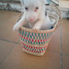 Photo #287689 de Bonita 