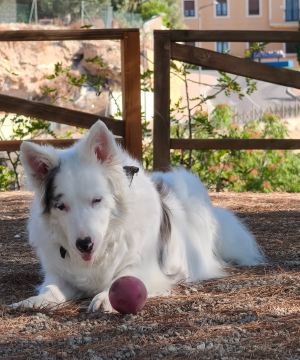 Photo #287692 de Bonita  - Border Collie