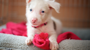Photo #287695 de Bonita  - Border Collie