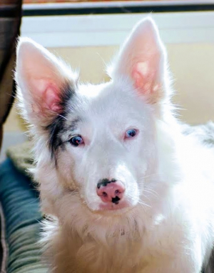 Photo #287698 de Bonita  - Border Collie