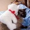 Photo de Mimichat, Pixie-Bob