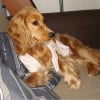 Photo de Cyrano