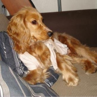 Photo de profil de Cyrano