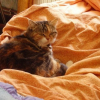 Photo de Luna