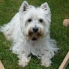 Photo de Uranie, West Highland White Terrier