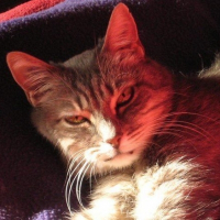 Photo de profil de Féline