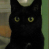 Photo de Moustique