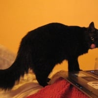 Photo de profil de Minuit