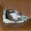 Photo de Saphir