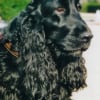 Photo de Zippie