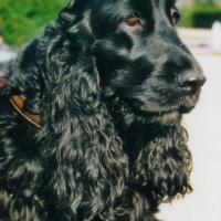 Photo de profil de Zippie