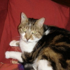Photo de Gizmo