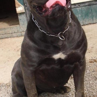Photo de profil de Bomba latina