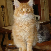 Photo de profil de Drakkar d'eténoha