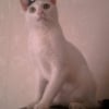 Photo de Tipex