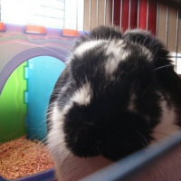 Photo de profil de Cupidon
