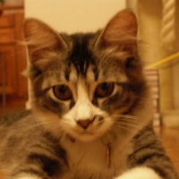 Photo de profil de Capucine