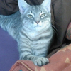 Photo de Crispy