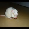 Photo de Dumbo