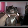 Photo de Yoshi