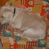 Photo de Rusty