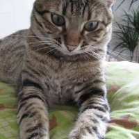 Photo de profil de Jazz