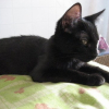 Photo de Kitty