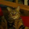 Photo de Ulysse, American Shorthair