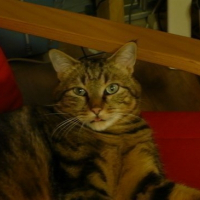 Photo de profil de Ulysse