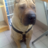 Photo de Winny le shar-pei