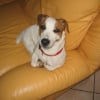 Photo de Mouche