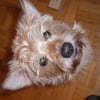 Photo de Buddy