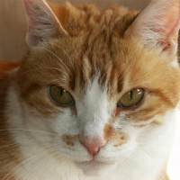 Photo de profil de Mahé