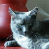 Photo de Mischa